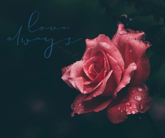 decorative rose